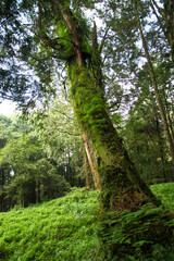 Fototapeta premium The biggest tree in Alishan national park at taiwan