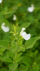 white flowers of Salvia greggii also known as San Antone oregano, Autumn sage, Tabita