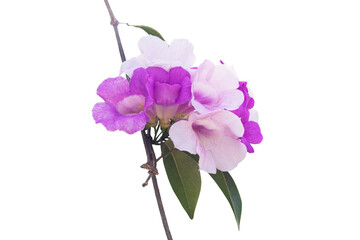 Purple flower of Garlic vine or Mansoa alliacea bloom with leaf isolated on white background with clipping path.