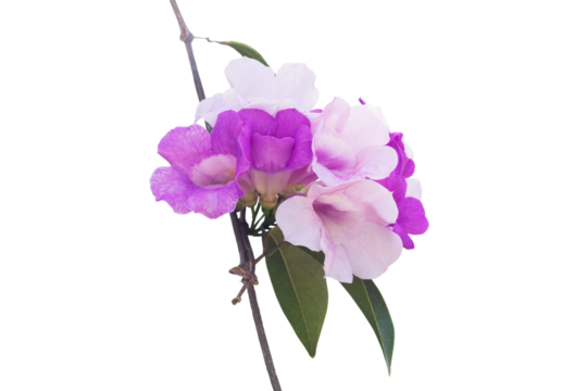 Purple flower of Garlic vine or Mansoa alliacea bloom with leaf isolated on white background with clipping path.