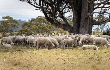 flock of shorn sheep in a dry paddock in summer with short grass