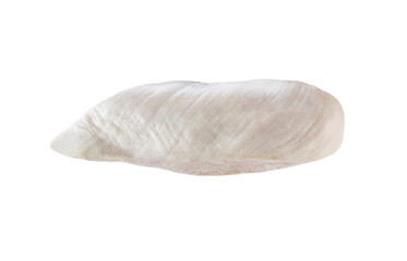 boiled chicken breast isolated on a white background