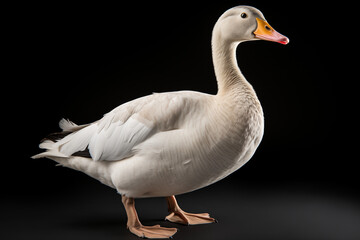Obraz premium Goose on a black background Generative AI