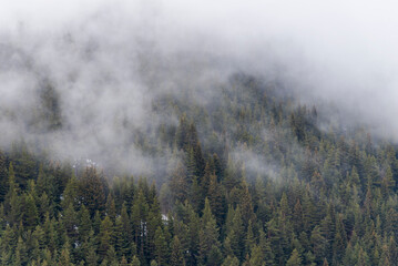 Beautiful pine forest in the fog. Beautiful winter panoramic mountain landscape. Bansko Alpine Ski Resort, Bulgaria. Pirin mountain.