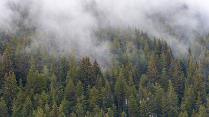 Beautiful pine forest in the fog. Beautiful winter panoramic mountain landscape. Bansko Alpine Ski Resort, Bulgaria. Pirin mountain.