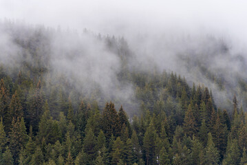 Beautiful pine forest in the fog. Beautiful winter panoramic mountain landscape. Bansko Alpine Ski...