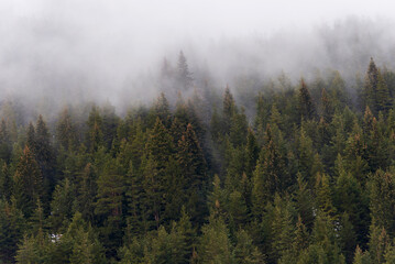 Beautiful pine forest in the fog. Beautiful winter panoramic mountain landscape. Bansko Alpine Ski Resort, Bulgaria. Pirin mountain.