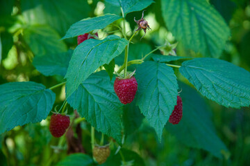 raspberry on a bush - obrazy, fototapety, plakaty