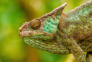 Parson's chameleon, Peyrieras Nature reserve, Marazevo, Madagascar
