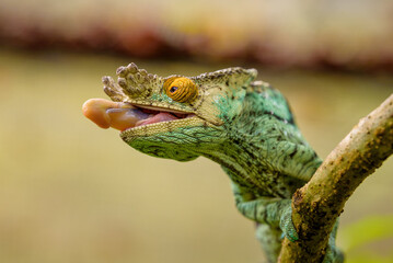 Parson's chameleon, Peyrieras Nature reserve, Marazevo, Madagascar