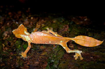 Satanic Leaf Tailed Gecko, Peyrieras Nature reserve, Marazevo, Madagascar