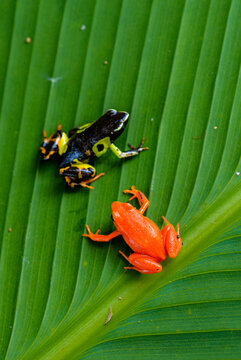  Mantella baroni & Golden Mantella  frogs, Peyrieras Nature reserve, Marazevo, Madagascar