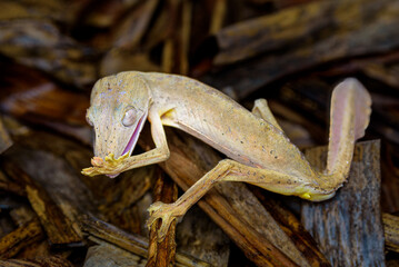 Lined Leaf-tailed Gecko, Peyrieras Nature reserve, Marazevo, Madagascar