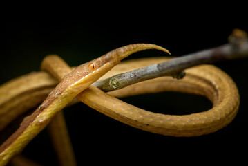 Malagasy leaf-nosed snake (Langaha madagascariensis), Peyrieras Nature reserve, Marazevo, Madagascar