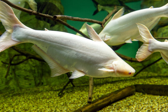 Pangasius fish in its natural habitat