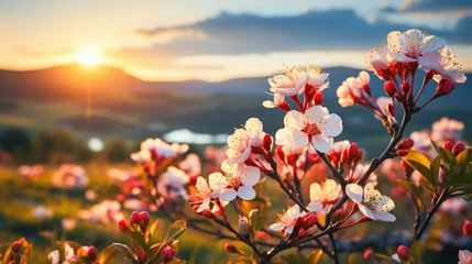 Fotobehang Cherry Blossoms at Branches at Sunset with Mountain Backdrop © KAI