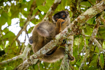 Common brown lemur, Adacibe National Park , Madagascar