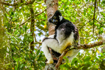 Indri lemur, Adacibe National Park , Madagascar