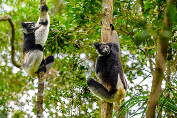 Two Indri lemurs, Adacibe National Park , Madagascar