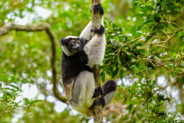 Indri lemur, Adacibe National Park , Madagascar