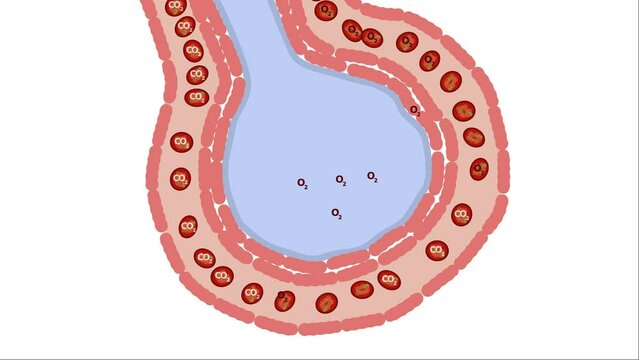 Gasaustausch in einem Lungenbl&auml;schen / Alveole im Atmungssystem / Atmungorgane - Lunge Bronchien Bronchioli Alveolen des Menschen