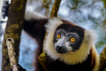 Black-and-white ruffed lemur, Vakona Preserve , Madagascar