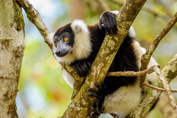 Black-and-white ruffed lemur, Vakona Preserve , Madagascar