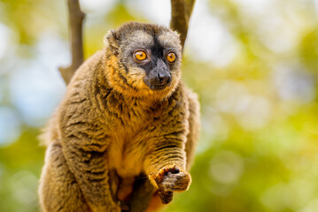 Brown lemur, Vakona Preserve , Madagascar