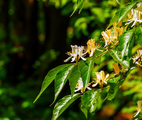 Maak honeysuckle or in latin Lonicera maackii shrub in bloom