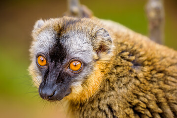 Brown lemur, Vakona Preserve , Madagascar