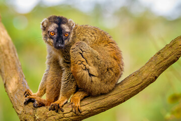Brown lemur, Vakona Preserve , Madagascar