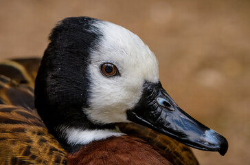 White Faced Whistling Duck