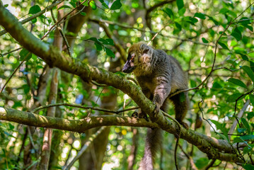Red-fronted lemur, Ranomafana National Park, Madagascar
