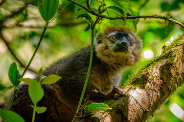 Red-fronted lemur, Ranomafana National Park, Madagascar