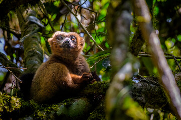 Golden bamboo lemur, Ranomafana National Park, Madagascar