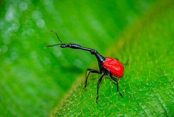 Giraffe weevil, Ranomafana National Park, Madagascar