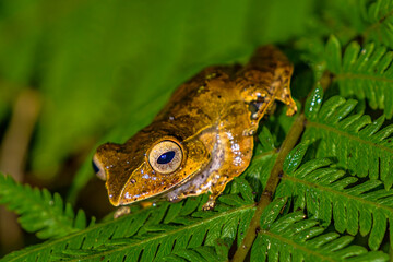 Tree frog, Ranomafana National Park, Madagascar