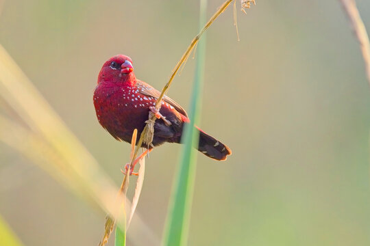Red Avadavat (Amandava amandava), male perched on a grass stem, Sultanpur National Park and Bird Sanctuary, Delhi, India.