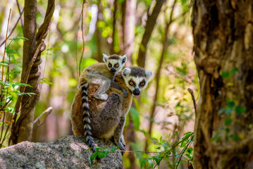 Ring-tailed Lemur with her baby riding on her, Anja Reserve- Ambalavao -village managed park, Madagascar