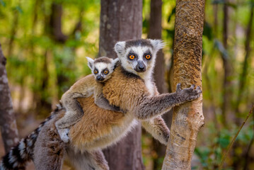 Ring-tailed Lemur with her baby riding on her, Anja Reserve- Ambalavao -village managed park,...