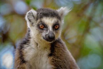 Fototapeta premium Ring-tailed lemur closeup, Anja Reserve- Ambalavao -village managed park, Madagascar