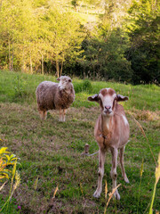 A sheep and a goat grazing near an alder forest at sunset, in a farm in the eastern Andean mountains of central Colombia.