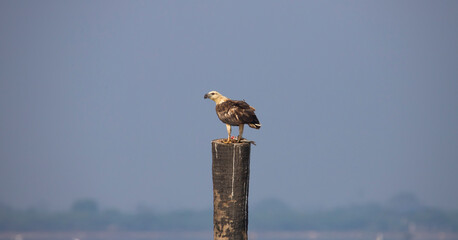 White bellied sea eagle perched on a wood log