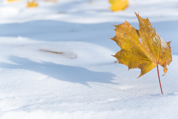 zima w parku, suchy liść w złotym kolorze rzucający cień na biały śnieg - obrazy, fototapety, plakaty