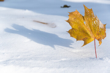 zima w parku, złoty suchy liść klonu wbity łodyżką w biały, gładki śnieg, rzucający cień