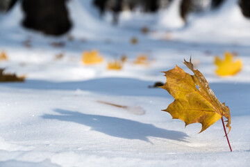 zima w parku, suchy liść w złotym kolorze rzucający cień na biały śnieg