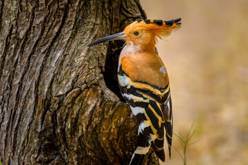 Madagascar hoopoe (Upupa marginata)