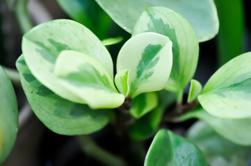 Peperomia obtusifolia, Baby Rubber Plant or Pepper Face or PIPERACEAE