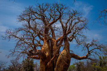 Baobab tree, Tsimanampetsotsa National Park, Madagascar