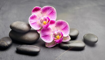 Fototapeta na wymiar pink orchid with gray stones suitable background for wellness